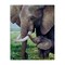 Stupell Industries Baby Elephant And Mother Canvas, design by James Corwin